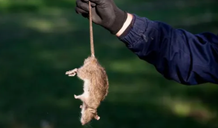 Rat Control Treatment